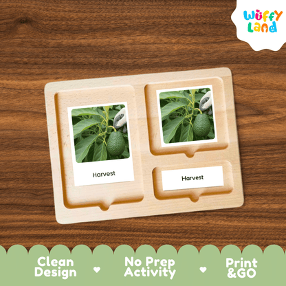 Avocado Life Cycle Montessori 3-Part Cards - Science Botany Flashcards