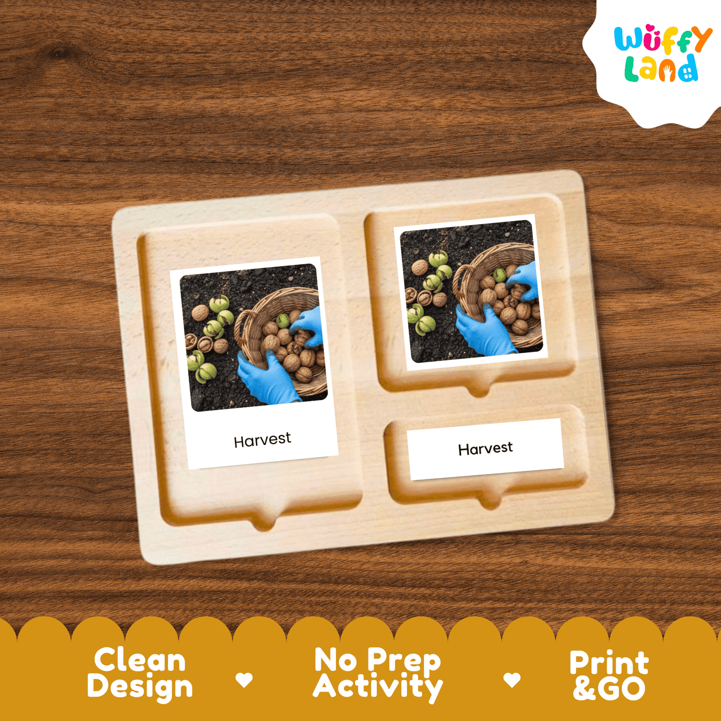 Walnut Life Cycle Montessori 3-Part Cards - Science Botany Flashcards