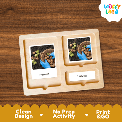 Walnut Life Cycle Montessori 3-Part Cards - Science Botany Flashcards