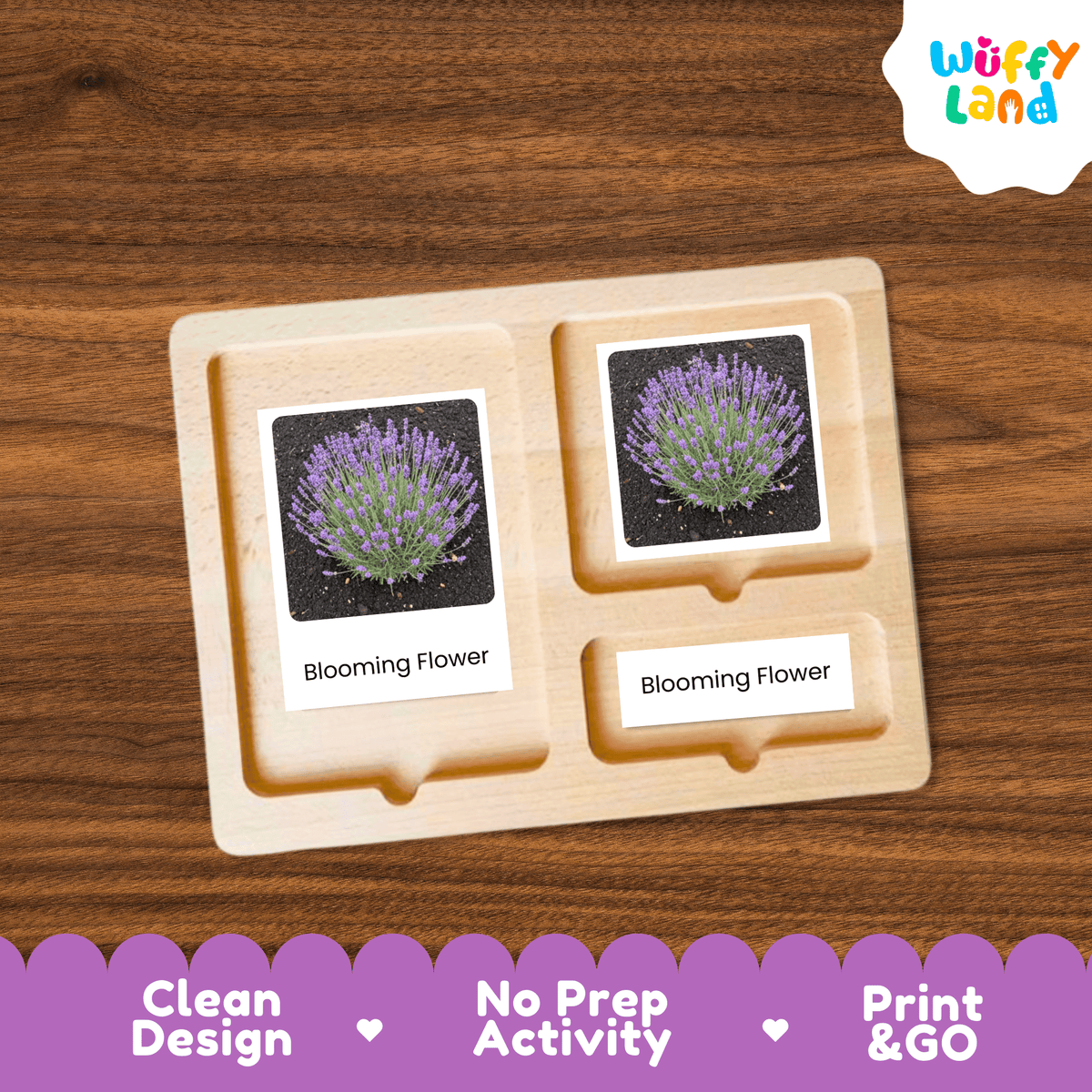 Lavender Life Cycle Montessori 3-Part Cards - Science Botany Flashcards