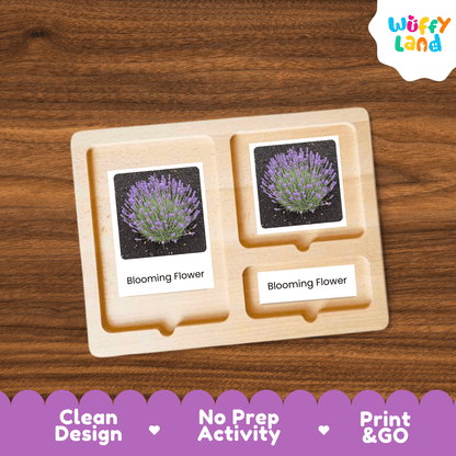 Lavender Life Cycle Montessori 3-Part Cards - Science Botany Flashcards