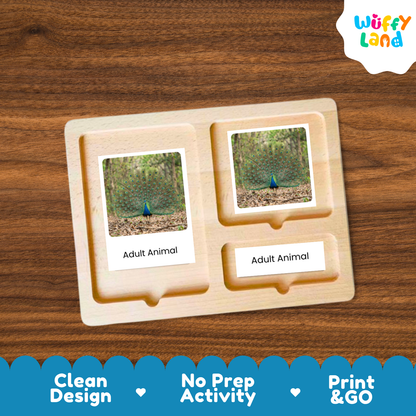 Peafowl Life Cycle Flashcard 3 Part Card