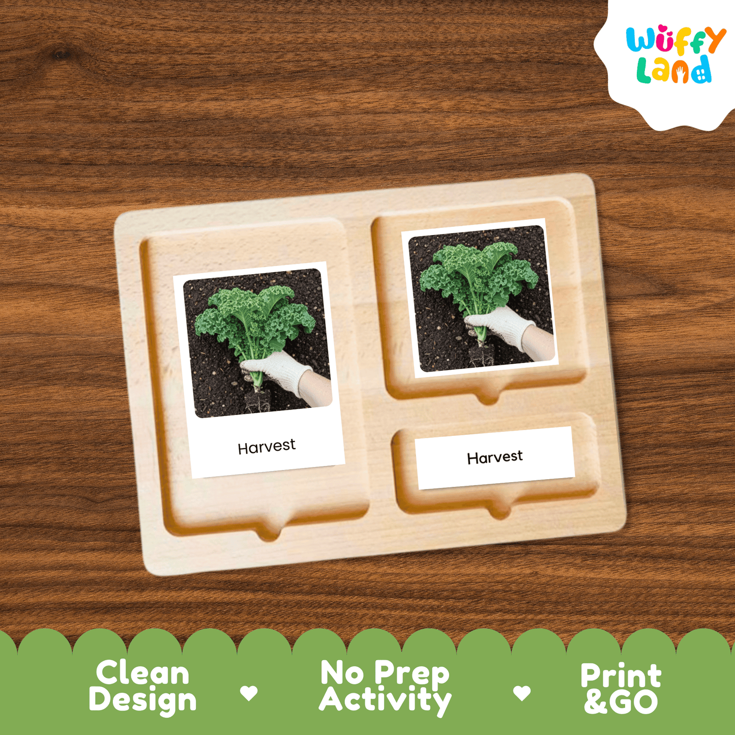 Kale Life Cycle Flashcards Montessori 3 Part Cards Science Activity Garden