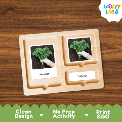 Kale Life Cycle Flashcards Montessori 3 Part Cards Science Activity Garden