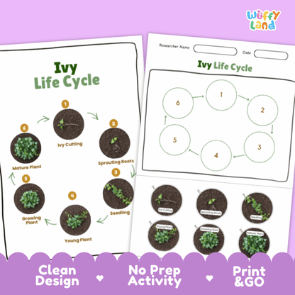 Ivy Lifecycle Poster and Cut and Paste Activity Worksheets | Plant Science Printables