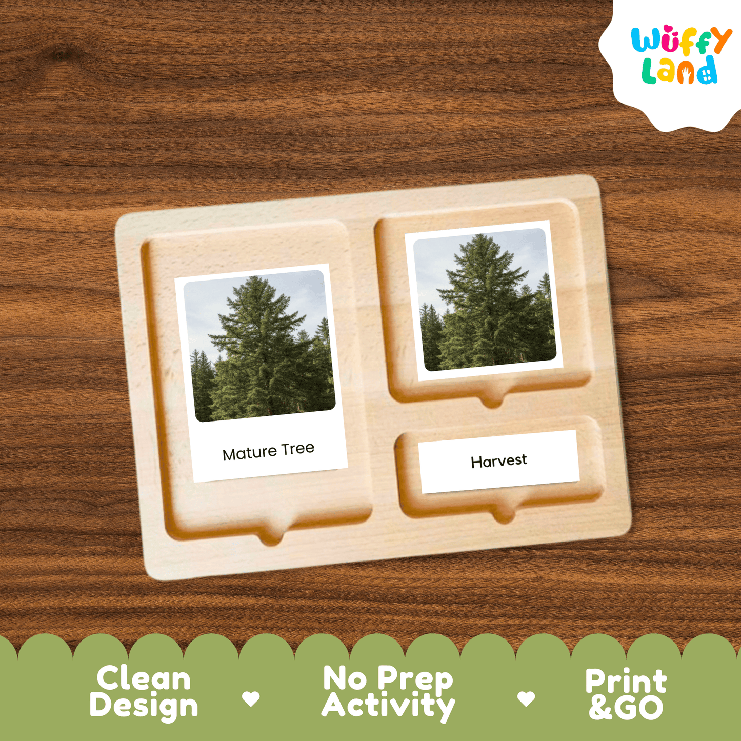 Pine Tree Life Cycle Montessori 3-Part Cards - Science Botany Flashcards