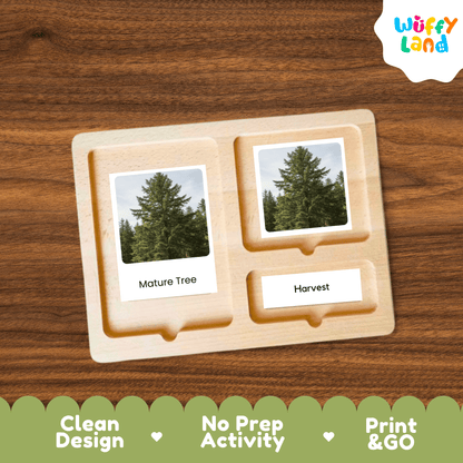Pine Tree Life Cycle Montessori 3-Part Cards - Science Botany Flashcards