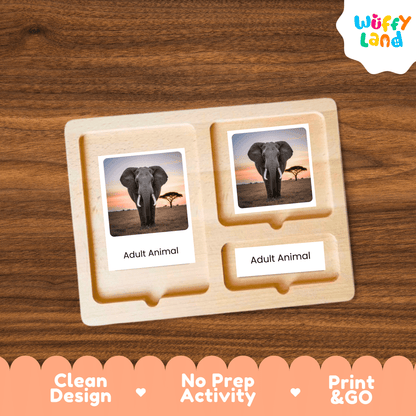 Elephant Life Cycle Montessori 3-Part Cards - Science Zoology Flashcards