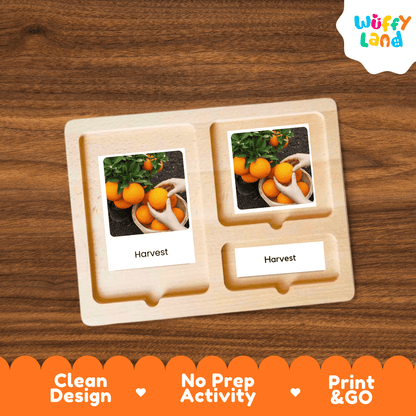 Orange Life Cycle Montessori 3-Part Cards - Science Botany Flashcards