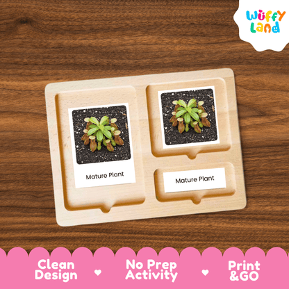 Pitcher Plant Life Cycle Montessori 3-Part Cards - Science Botany Flashcards Wuffyland