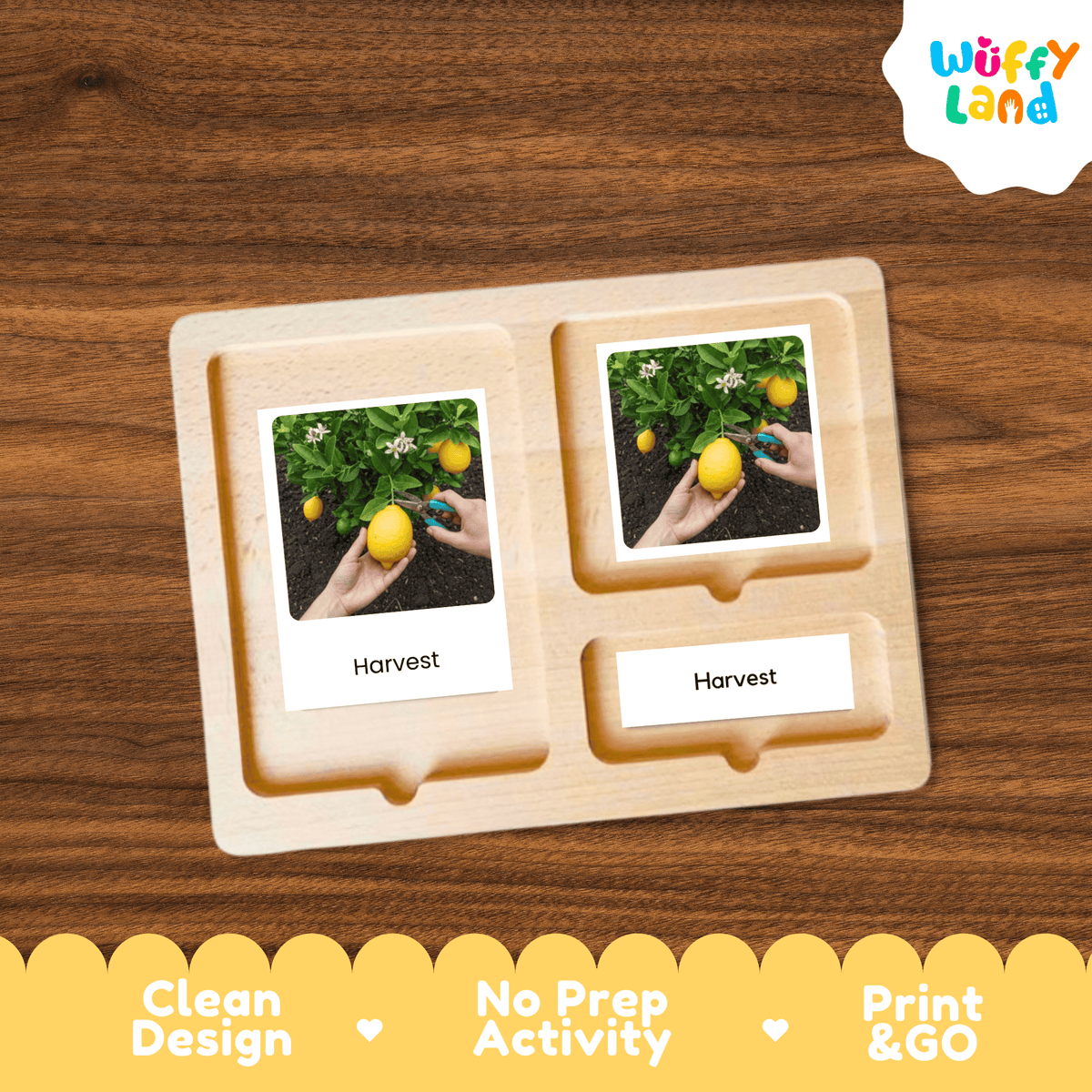 Lemon Life Cycle Montessori 3-Part Cards - Science Botany Flashcards