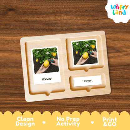 Lemon Life Cycle Montessori 3-Part Cards - Science Botany Flashcards