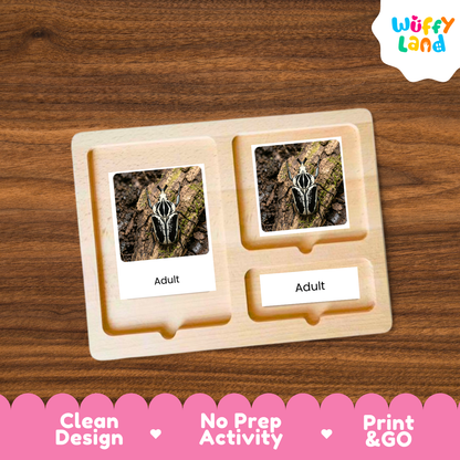Goliath Beetle Life Cycle Flashcard 3 Part Cards Science Activity Printable