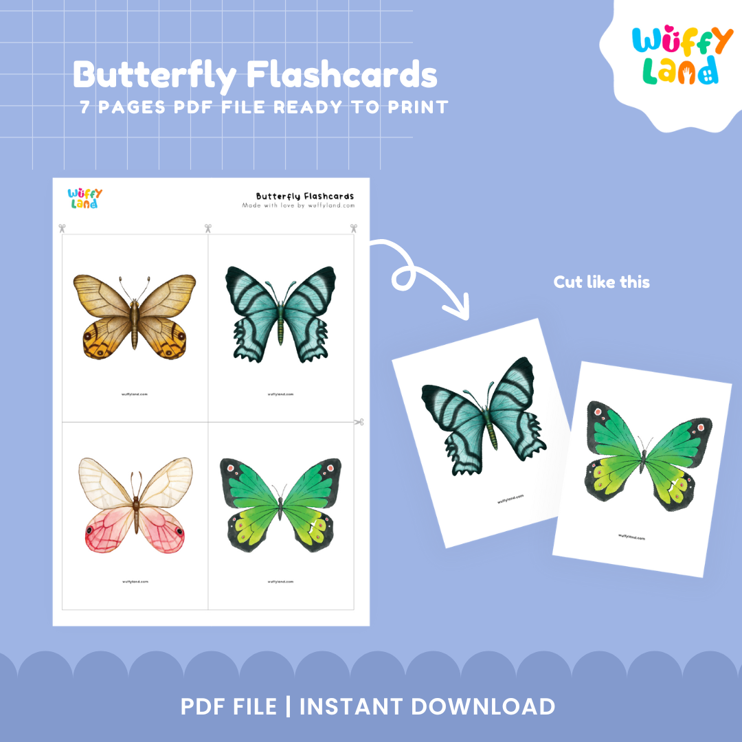 Butterfly Flashcards