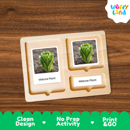 Romaine Lettuce Life Cycle Flashcard 3 Part Card Montessori Printable Activity