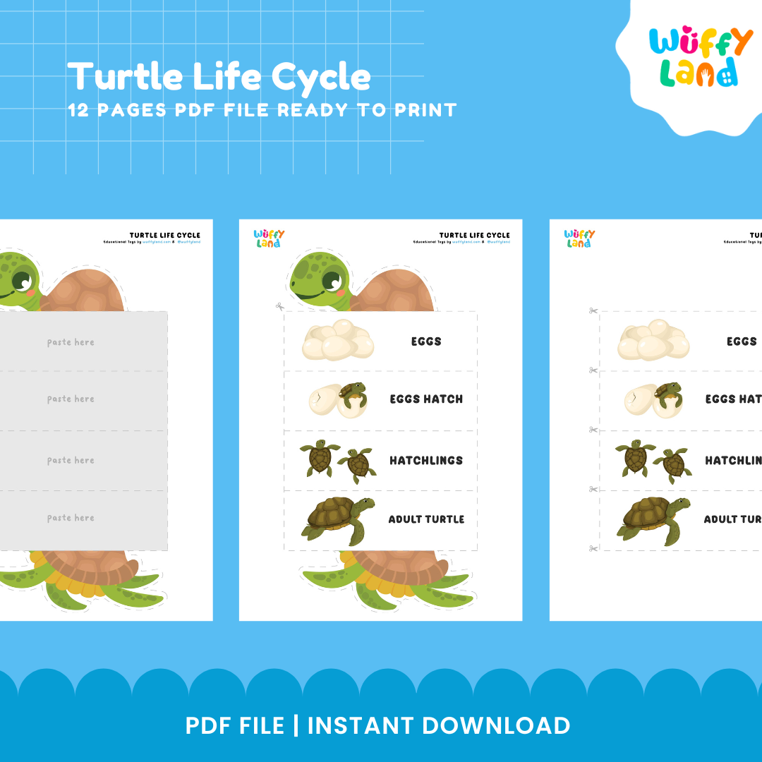 Turtle Life Cycle Educational - kids activities printable