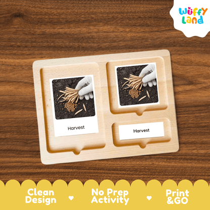 Mustard Life Cycle Montessori 3-Part Cards - Science Botany Flashcards