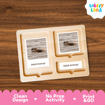Termite Life Cycle Montessori 3-Part Cards - Science Zoology Insect Flashcards