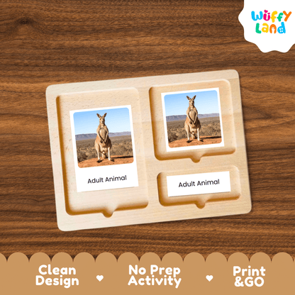 Kangaroo Life Cycle Montessori 3-Part Cards Science Zoology Marsupial Flashcards