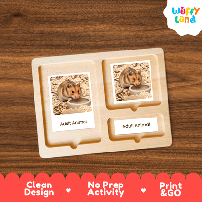 Hamster Life Cycle Montessori 3-Part Cards - Science Zoology Mammal Flashcards