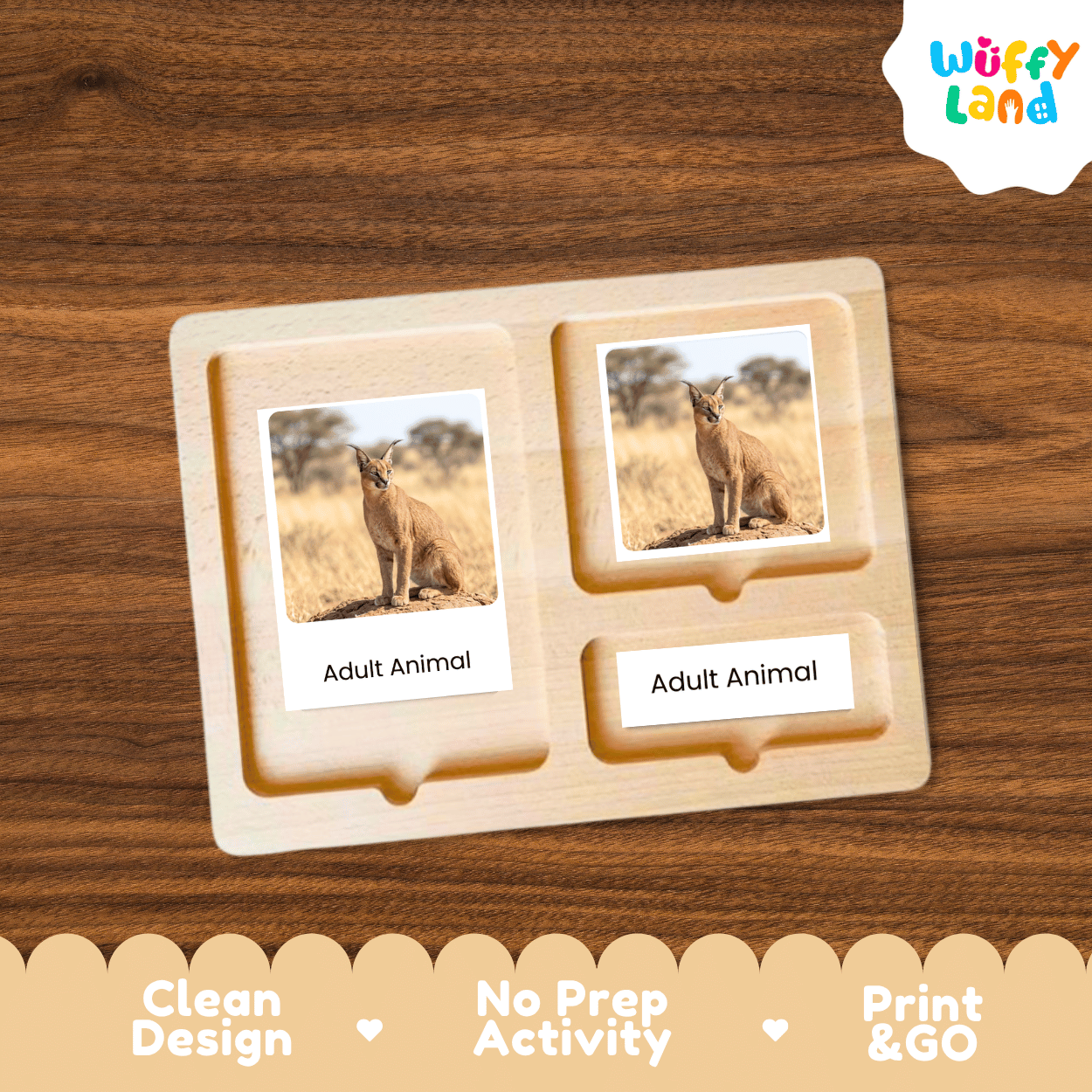 Caracal Life Cycle Flashcards | Montessori 3 Part Cards Mammal Activity