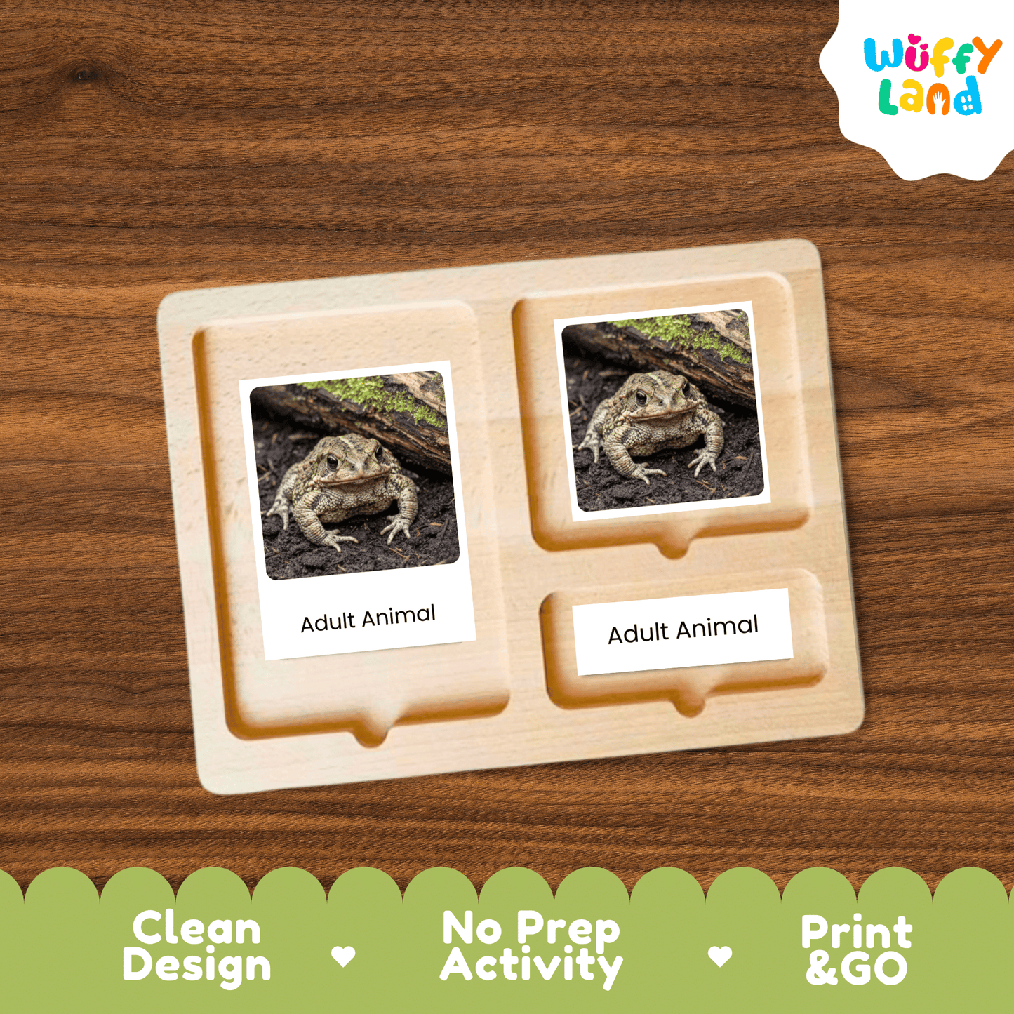 Toad Life Cycle Montessori 3-Part Cards Science Zoology Metamorphosis Flashcards