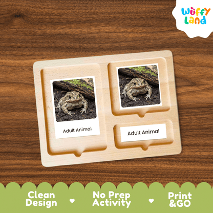 Toad Life Cycle Montessori 3-Part Cards Science Zoology Metamorphosis Flashcards