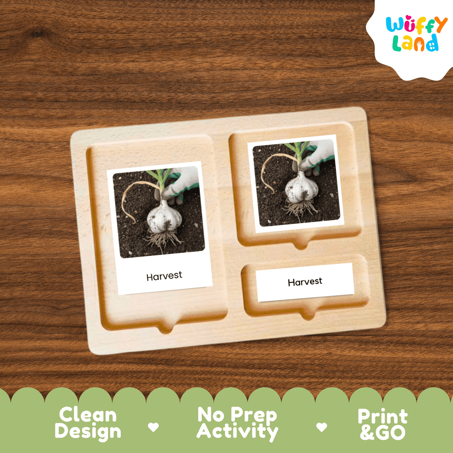 Garlic Life Cycle Flashcards Montessori 3 Part Cards Science Activity Garden