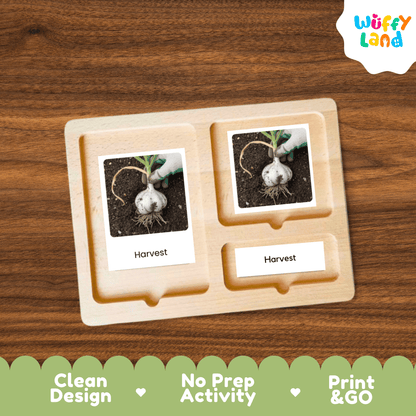 Garlic Life Cycle Flashcards Montessori 3 Part Cards Science Activity Garden