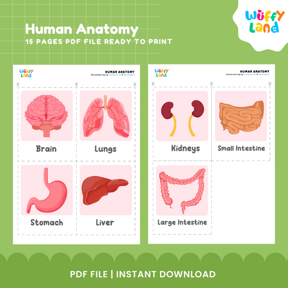 Human Anatomy