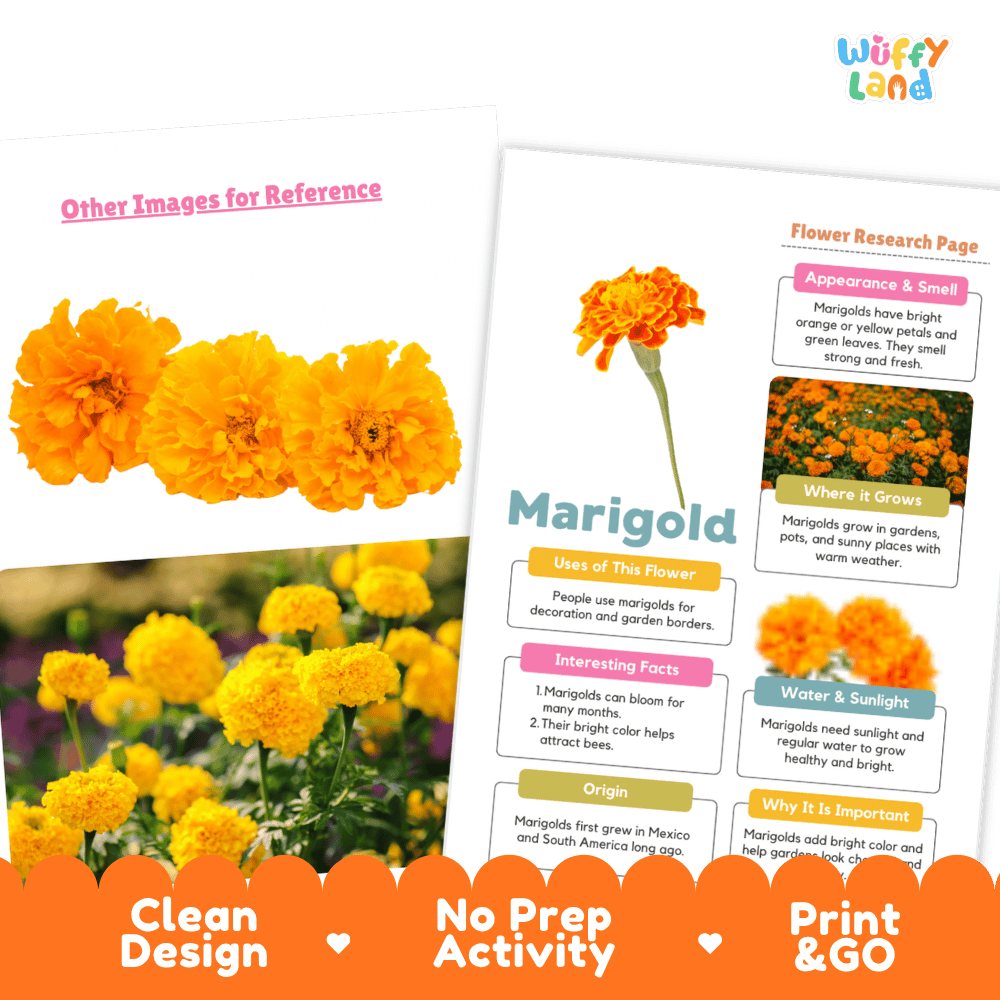Marigold Plant Research Page and Worksheets Print and Go Activity