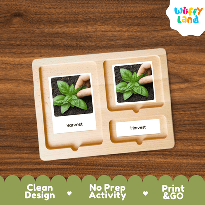 Basil Life Cycle Montessori 3-Part Cards - Science Botany Flashcards