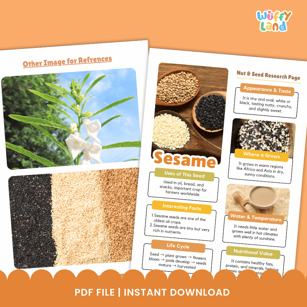 Sesame Nut and Seed Research Page Worksheets and Fact Sheet
