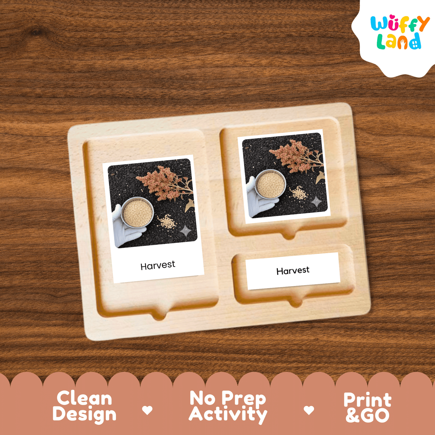 Quinoa Life Cycle Montessori 3-Part Cards - Science Botany Flashcards
