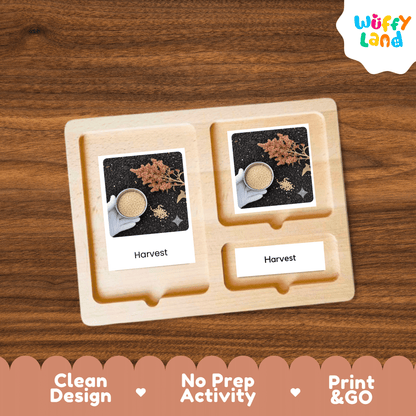 Quinoa Life Cycle Montessori 3-Part Cards - Science Botany Flashcards