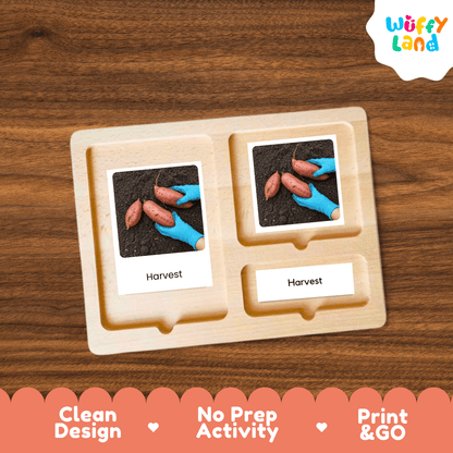 Sweet Potato Life Cycle Flashcards Montessori 3 Part Cards Science Activity Garden
