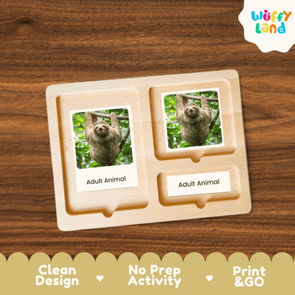 Sloth Life Cycle Montessori 3-Part Cards - Science Zoology Mammal Flashcards