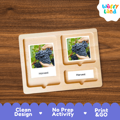 Grapes Life Cycle Montessori 3-Part Cards - Science Botany Flashcards