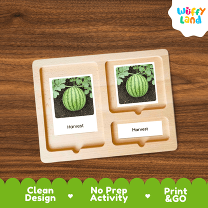 Watermelon Life Cycle Flashcards Montessori 3 Part Cards Science Activity Summer