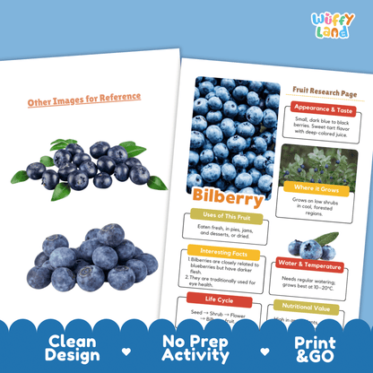 Bilberry Science Activity | Fruit Research Project | Biology | Nature Study