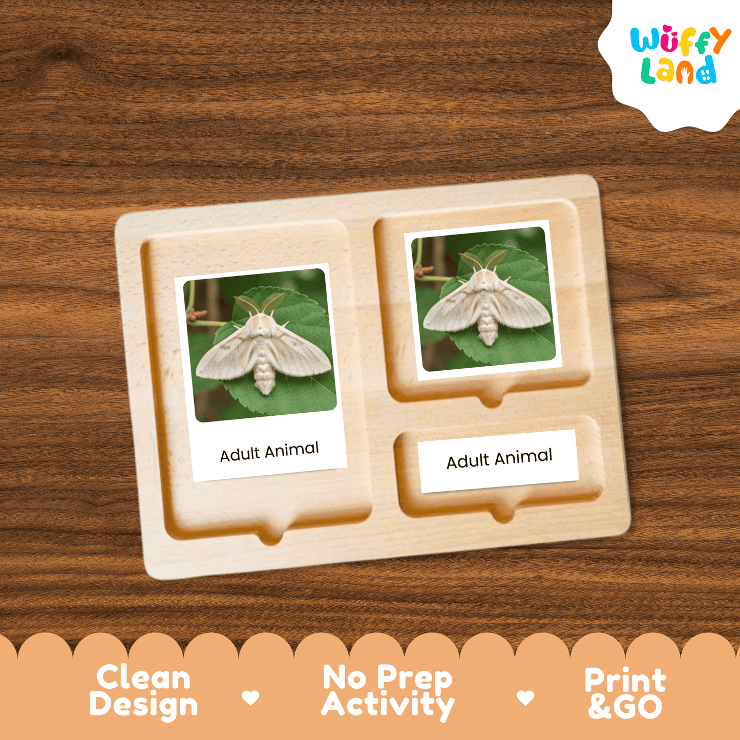 Silkworm Life Cycle Montessori 3-Part Cards - Science Zoology Flashcards