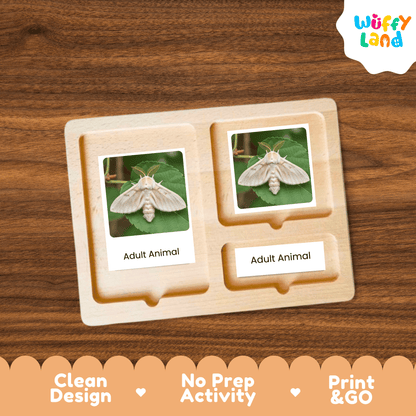 Silkworm Life Cycle Montessori 3-Part Cards - Science Zoology Flashcards