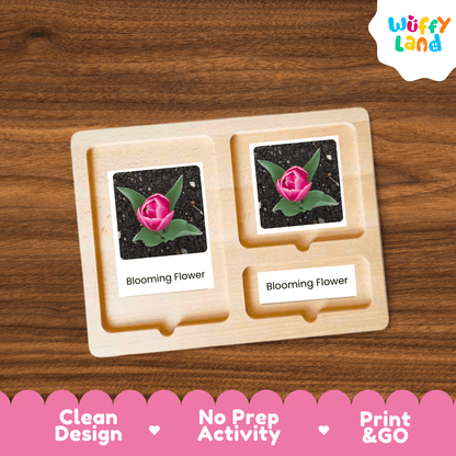 Tulip Life Cycle Montessori 3-Part Cards - Science Botany Flashcards