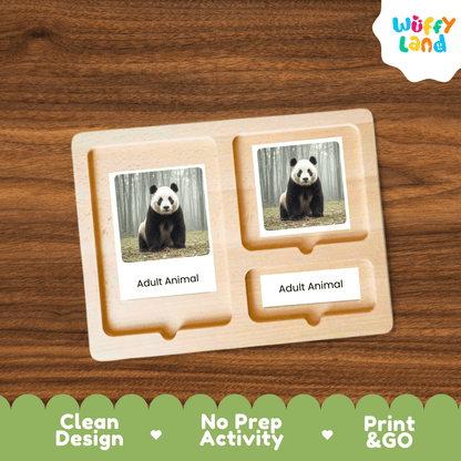 Panda Life Cycle Montessori 3-Part Cards - Science Zoology Mammal Flashcards