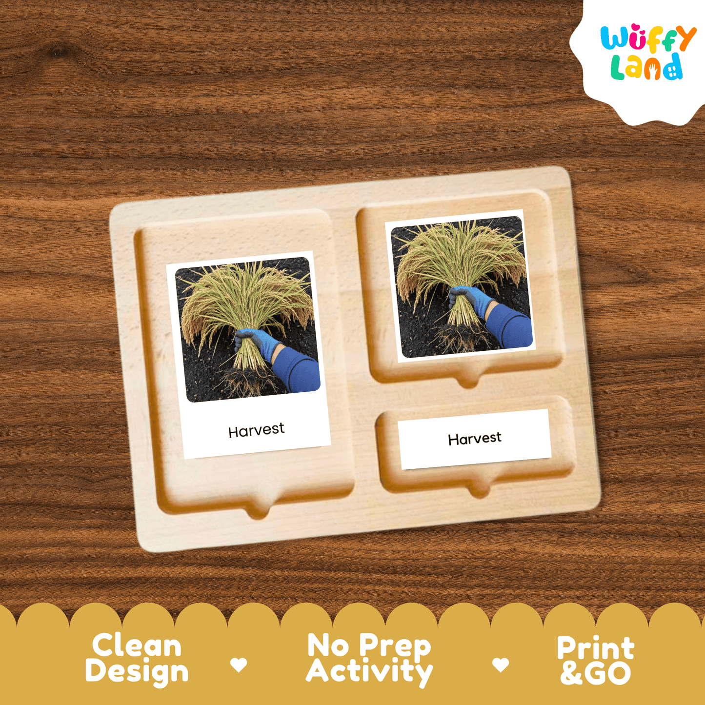 Rice Life Cycle Montessori 3-Part Cards - Science Botany Flashcards