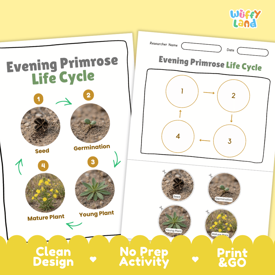 Evening Primrose Life Cycle Poster and Cut and Paste Activity Worksheet