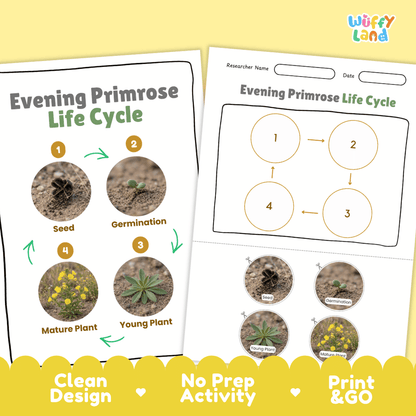 Evening Primrose Life Cycle Poster and Cut and Paste Activity Worksheet