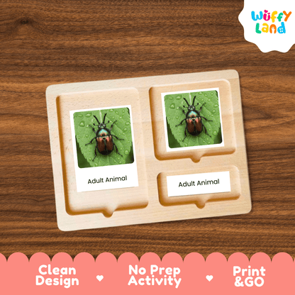Beetle Life Cycle Montessori 3-Part Cards - Science Zoology Flashcards