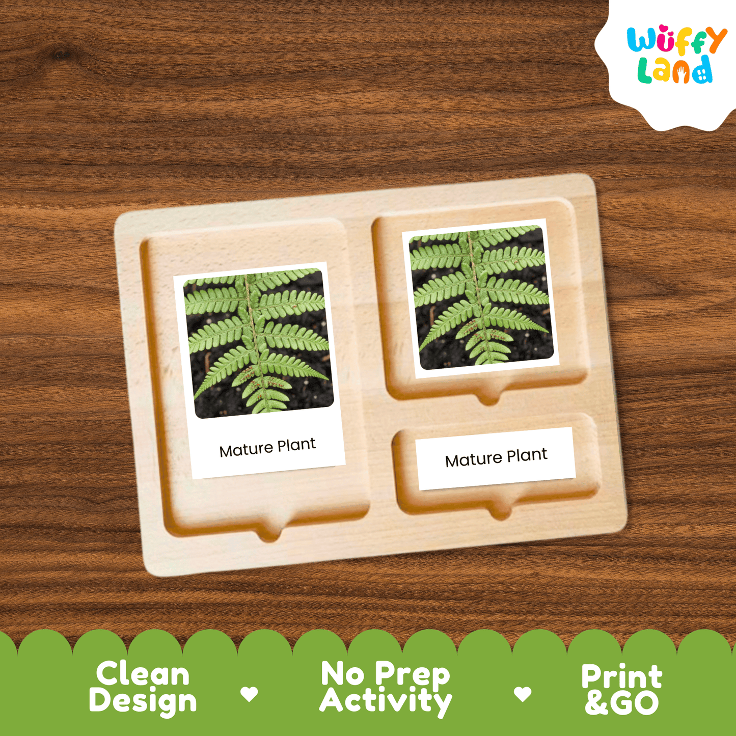 Fern Life Cycle Montessori 3-Part Cards - Science Botany Flashcards