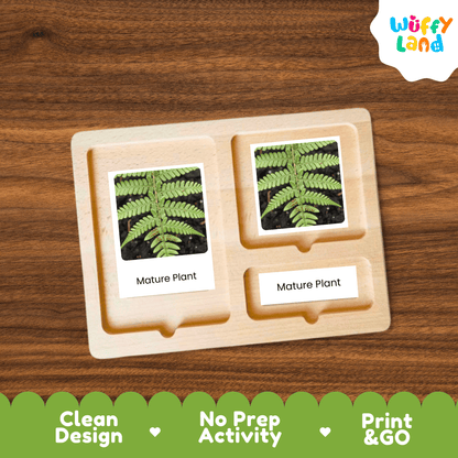 Fern Life Cycle Montessori 3-Part Cards - Science Botany Flashcards